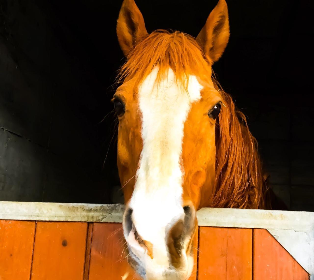 Agriturismo B&B Chevres A Cheval Aosta Bagian luar foto